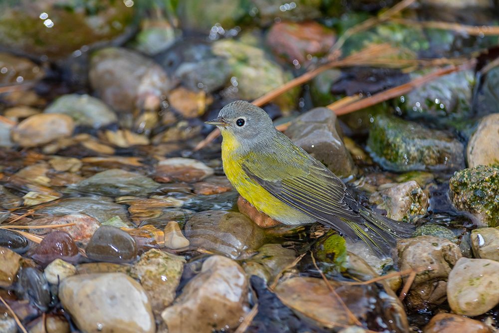 Wall Art Painting id:518894, Name: Nashville Warbler-Leiothlypis ruficapilla-bathing Marion County-Illinois, Artist: Day, Richard and Susan