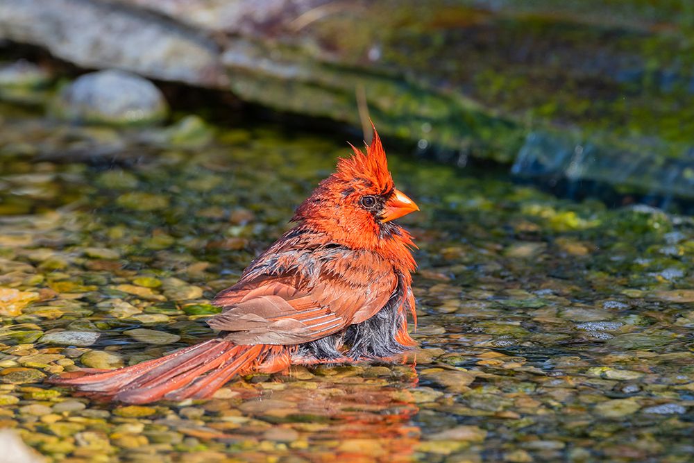 Wall Art Painting id:518895, Name: Northern Cardinal-Cardinalis cardinalis-male bathing Marion County-Illinois, Artist: Day, Richard and Susan