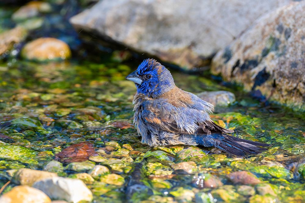 Wall Art Painting id:518896, Name: Blue Grosbeak-Passerina caerulea-male bathing Marion County-Illinois, Artist: Day, Richard and Susan