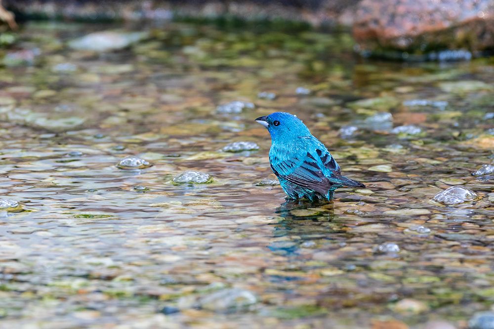 Wall Art Painting id:518897, Name: Indigo Bunting-Passerina cyanea-male bathing Marion County-Illinois, Artist: Day, Richard and Susan