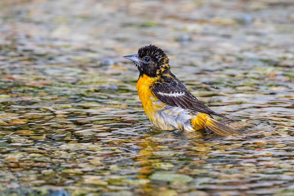 Wall Art Painting id:518899, Name: Baltimore Oriole-Icterus galbula-female bathing Marion County-Illinois, Artist: Day, Richard and Susan