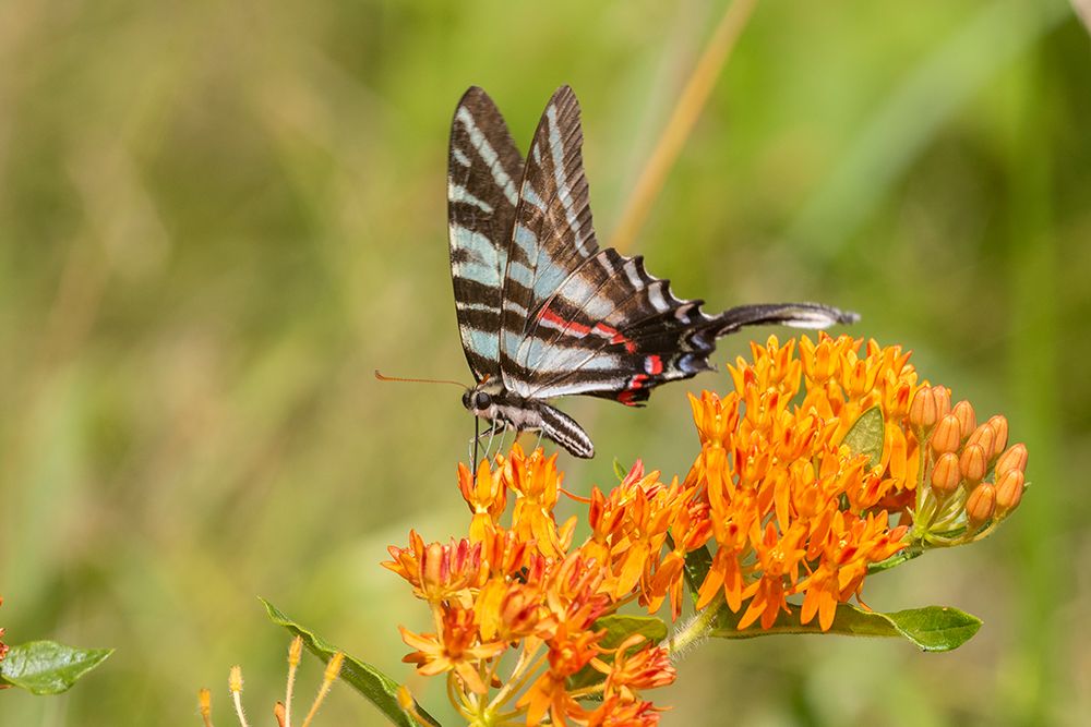 Wall Art Painting id:518902, Name: Zebra Swallowtail-Protographium marcellus-on Butterfly Milkweed-Asclepias tuberosa-Marion County-Il, Artist: Day, Richard and Susan