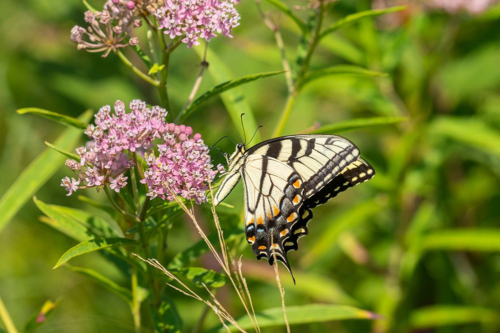 Wall Art Painting id:518903, Name: Eastern Tiger Swallowtail-Papilio glaucus-on Swamp Milkweed-Asclepias incarnata-Marion County-Illin, Artist: Day, Richard and Susan