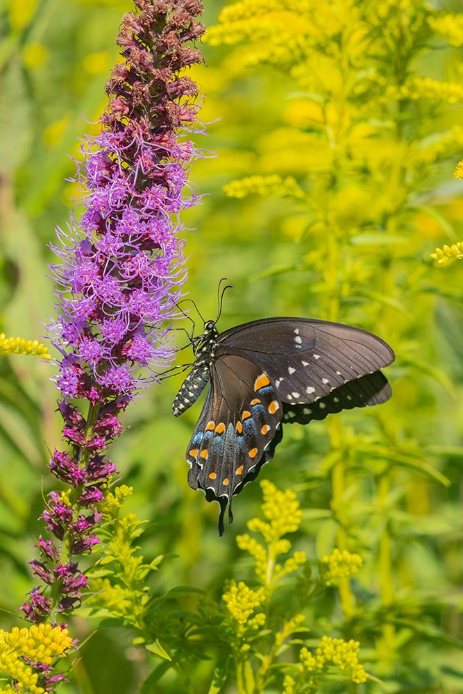 Wall Art Painting id:518904, Name: Spicebush Swallowtail-Papilio troilus-on Blazing Star-Liatris spicata-Marion County-Illinois, Artist: Day, Richard and Susan