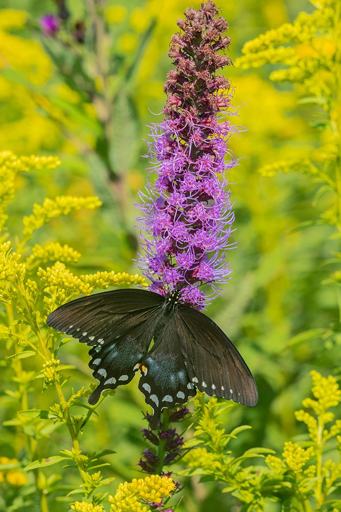 Wall Art Painting id:518905, Name: Spicebush Swallowtail-Papilio troilus-on Blazing Star-Liatris spicata-Marion County-Illinois, Artist: Day, Richard and Susan