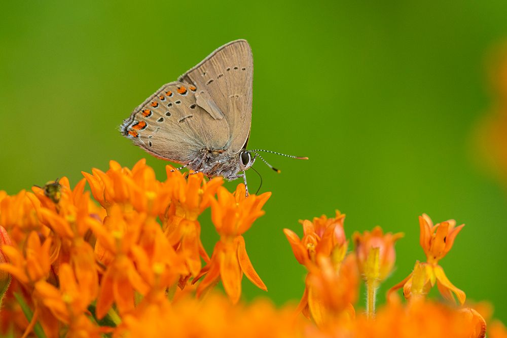 Wall Art Painting id:518907, Name: Coral Hairstreak-Satyrium titus-on Butterfly Milkweed-Asclepias tuberosa-Stephen A-Forbes State Par, Artist: Day, Richard and Susan