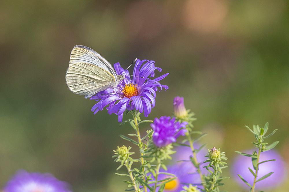 Wall Art Painting id:512820, Name: Cabbage white on Frikarts Aster, Artist: Day, Richard and Susan