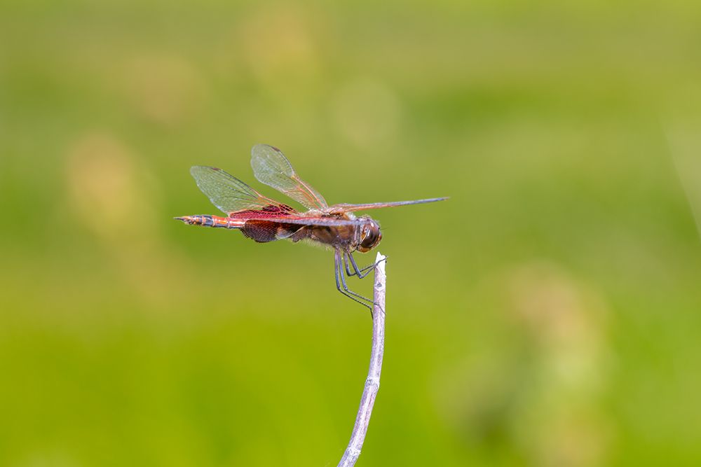 Wall Art Painting id:512822, Name: Carolina Saddlebags male, Artist: Day, Richard and Susan