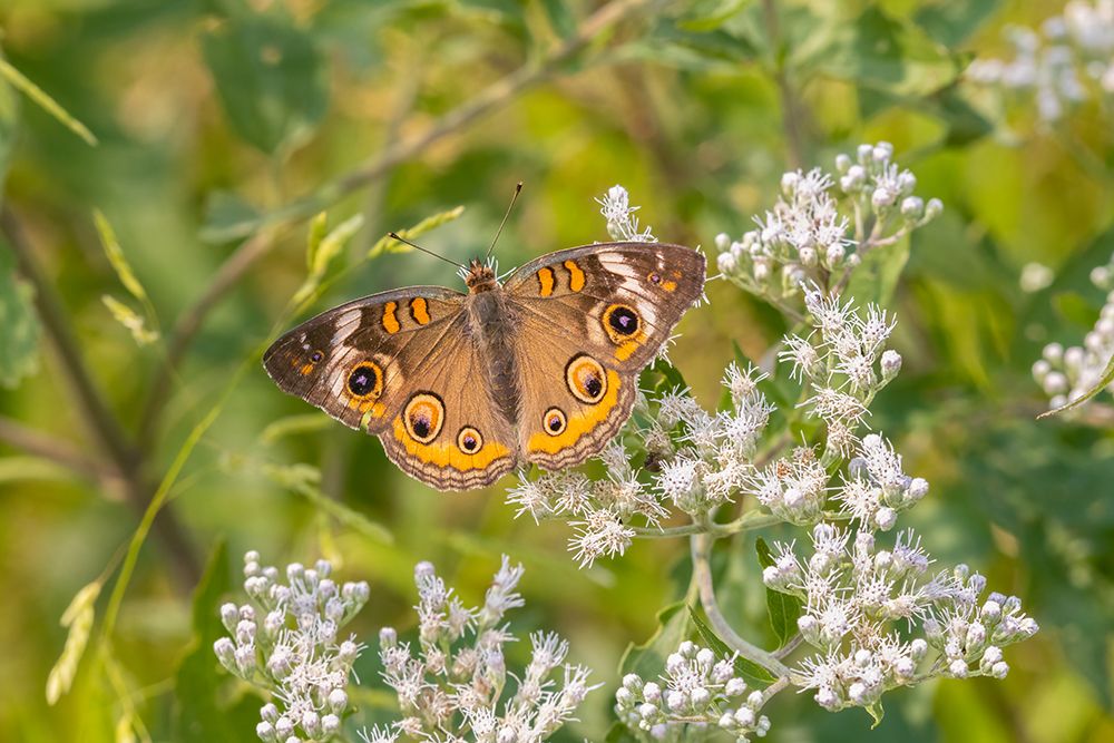 Wall Art Painting id:512823, Name: Common Buckeye on Common Boneset, Artist: Day, Richard and Susan