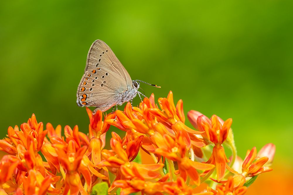 Wall Art Painting id:512824, Name: Coral Hairstreak on butterfly milkweed, Artist: Day, Richard and Susan