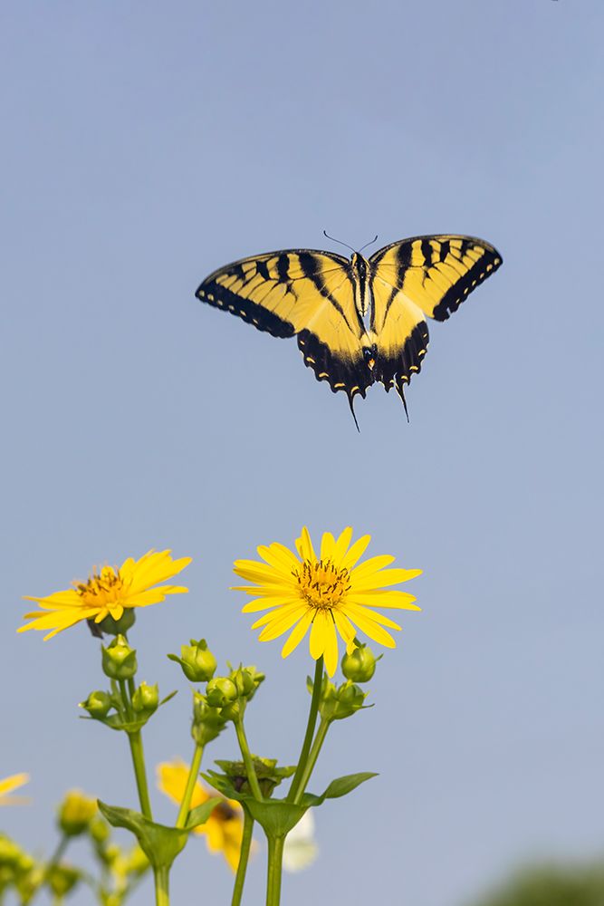 Wall Art Painting id:512825, Name: Eastern Tiger swallowtail flying from Cup plant, Artist: Day, Richard and Susan