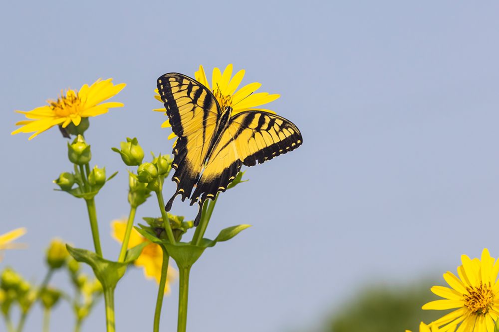 Wall Art Painting id:512826, Name: Eastern Tiger swallowtail on Cup plant, Artist: Day, Richard and Susan