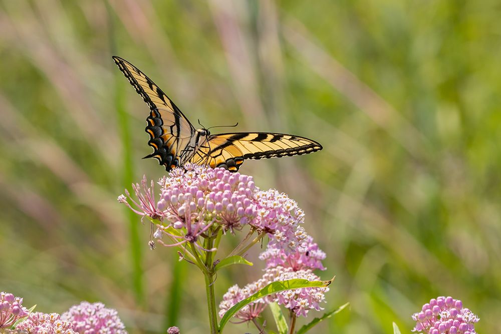 Wall Art Painting id:512827, Name: Eastern Tiger swallowtail on swamp milkweed, Artist: Day, Richard and Susan