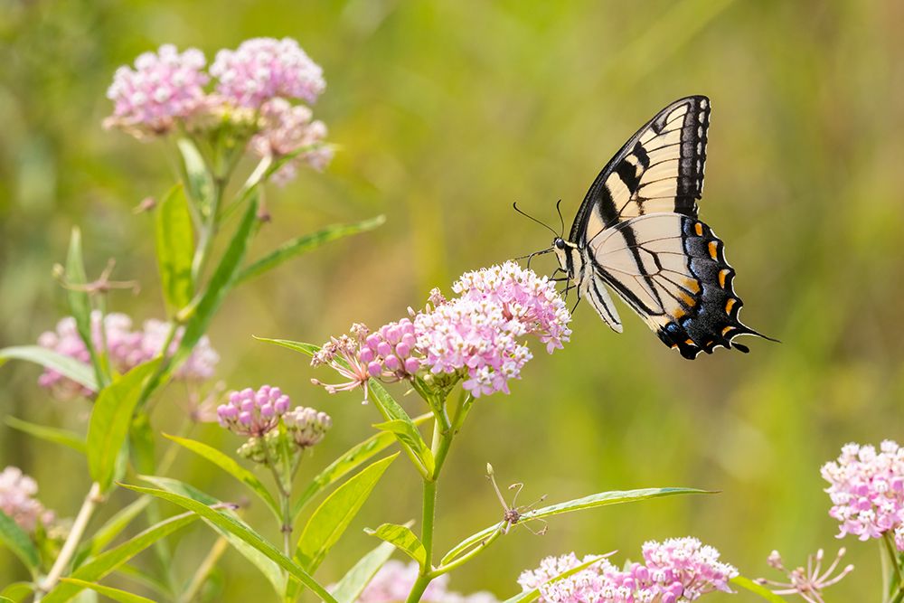 Wall Art Painting id:512828, Name: Eastern Tiger swallowtail on swamp milkweed, Artist: Day, Richard and Susan