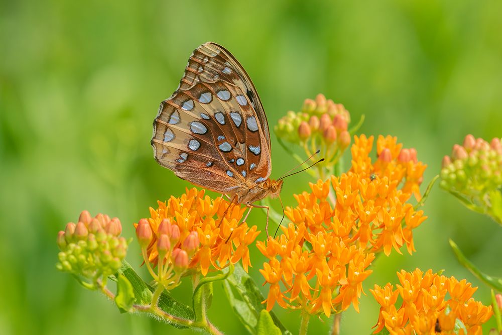 Wall Art Painting id:512829, Name: Great Spangled Fritillary on butterfly milkweed, Artist: Day, Richard and Susan