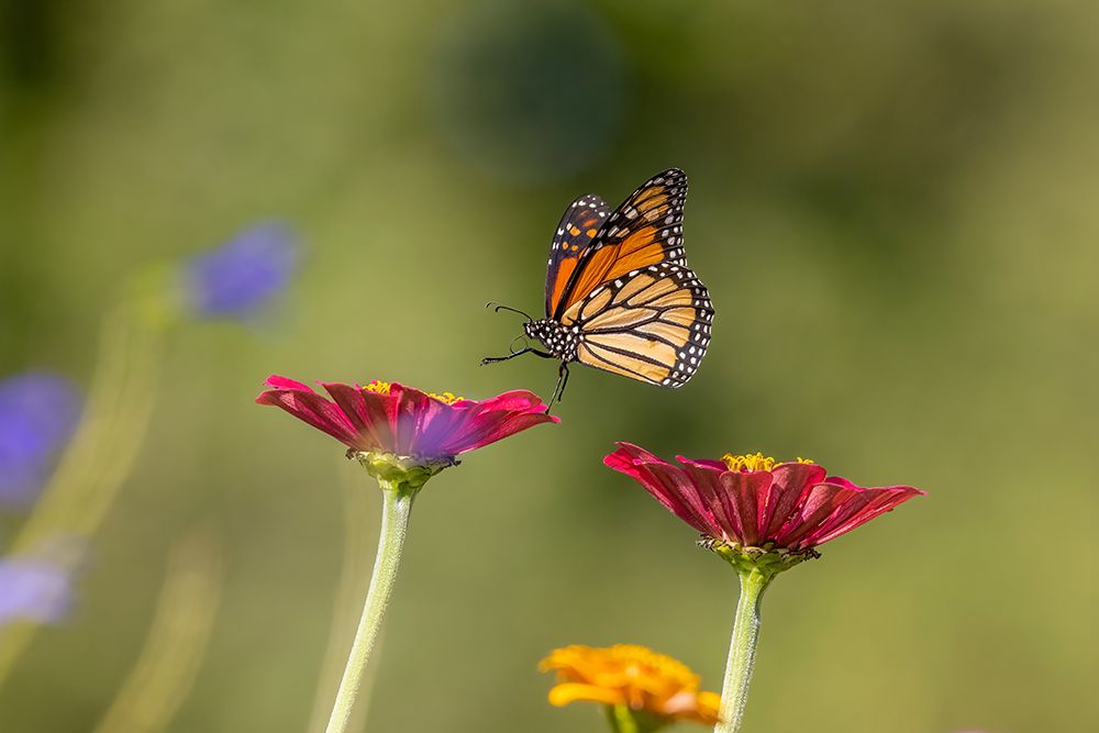 Wall Art Painting id:512834, Name: Monarch flying, Artist: Day, Richard and Susan