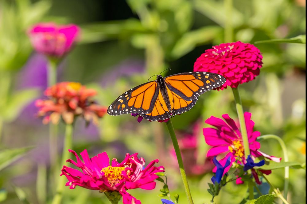 Wall Art Painting id:512840, Name: Monarch on zinnia, Artist: Day, Richard and Susan