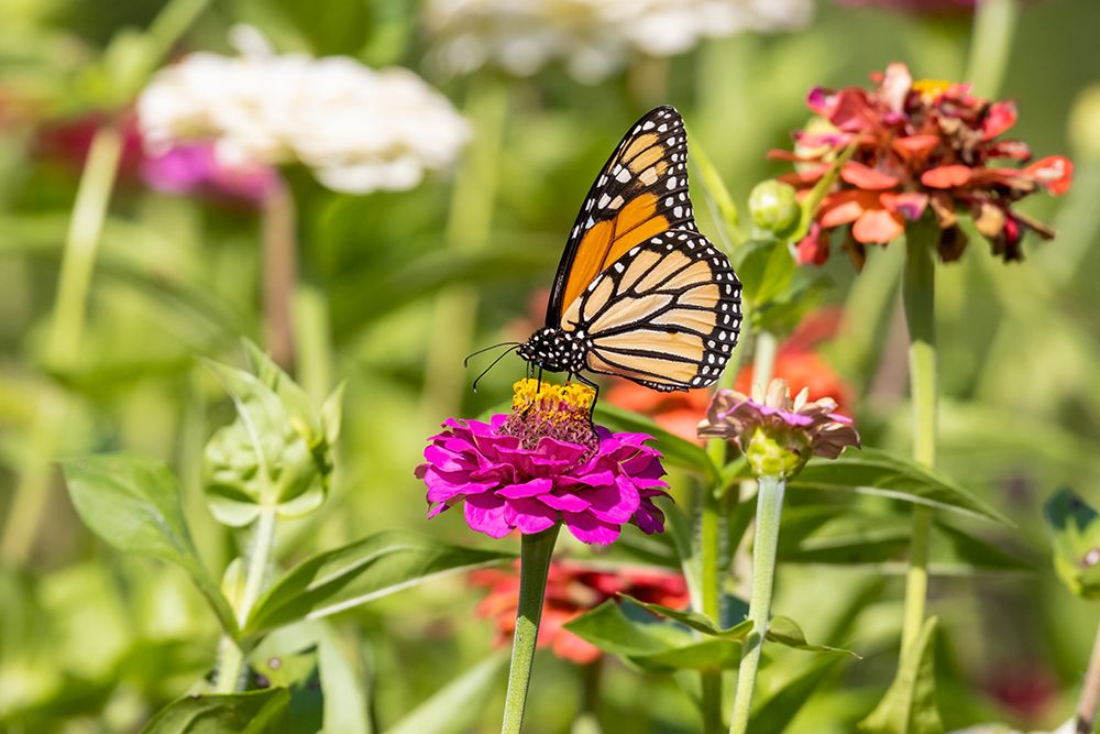 Wall Art Painting id:512841, Name: Monarch on zinnia, Artist: Day, Richard and Susan