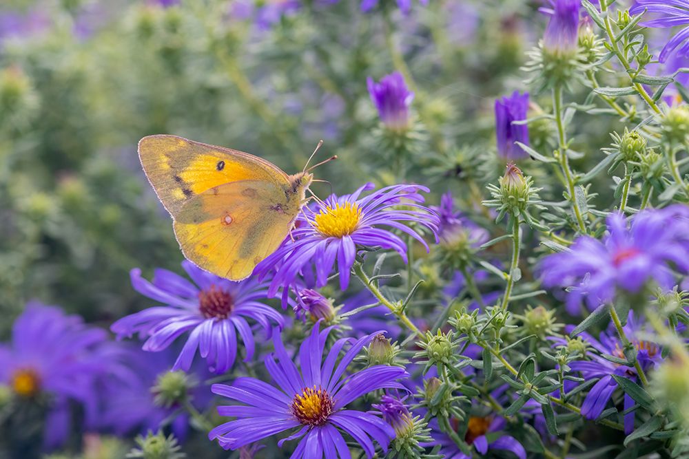 Wall Art Painting id:512846, Name: Orange Sulphur on Frikarts Aster, Artist: Day, Richard and Susan