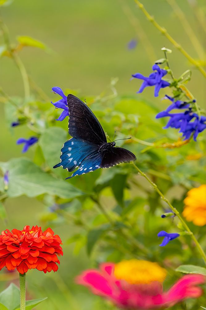Wall Art Painting id:512848, Name: Pipevine swallowtail flying, Artist: Day, Richard and Susan