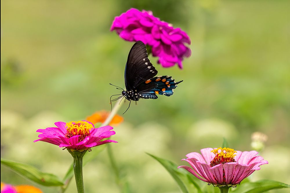 Wall Art Painting id:512849, Name: Pipevine swallowtail flying, Artist: Day, Richard and Susan