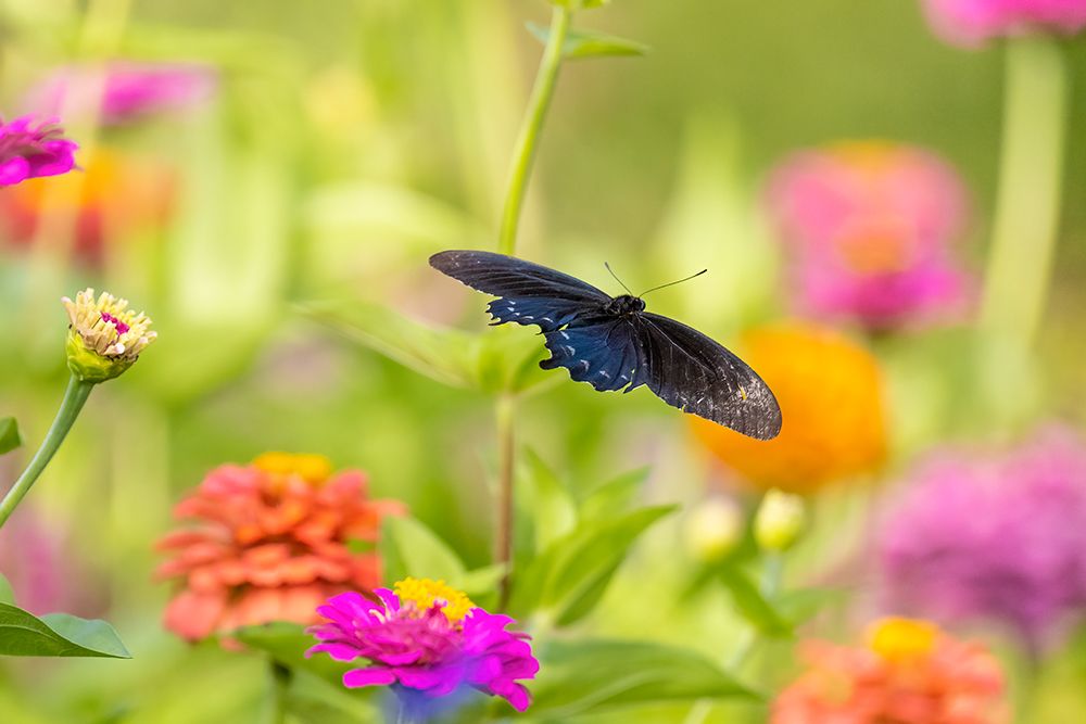 Wall Art Painting id:512850, Name: Pipevine swallowtail male flying over zinnia, Artist: Day, Richard and Susan