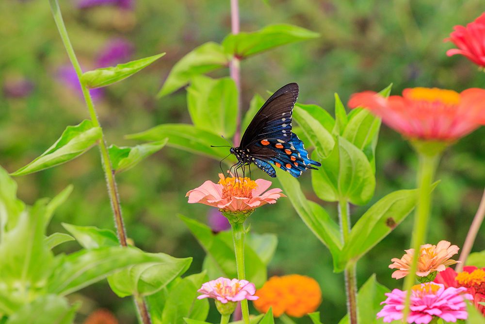 Wall Art Painting id:512851, Name: Pipevine swallowtail on zinnia, Artist: Day, Richard and Susan