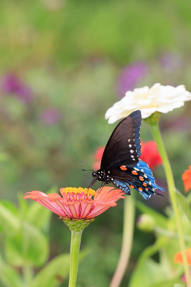 Wall Art Painting id:512852, Name: Pipevine swallowtail on zinnia, Artist: Day, Richard and Susan
