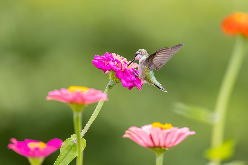 Wall Art Painting id:512854, Name: Ruby-throated hummingbird, Artist: Day, Richard and Susan