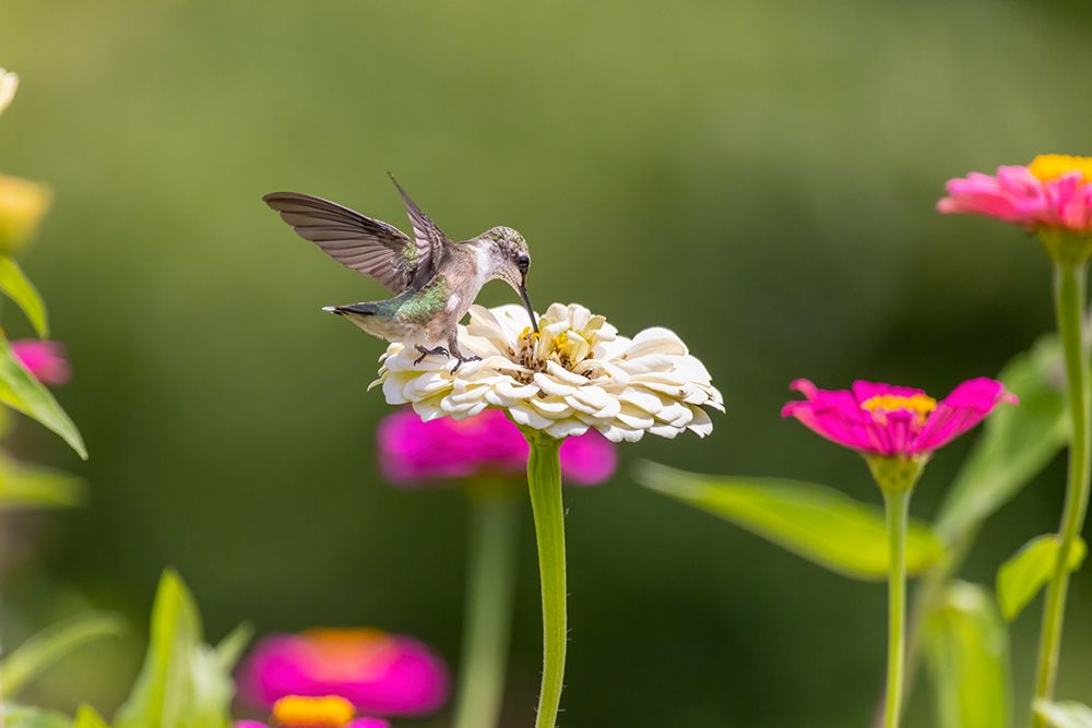 Wall Art Painting id:512855, Name: Ruby-throated hummingbird, Artist: Day, Richard and Susan