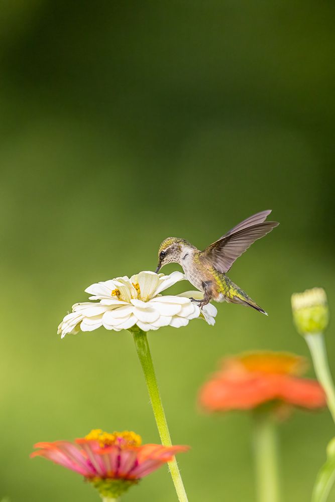 Wall Art Painting id:512857, Name: Ruby-throated hummingbird, Artist: Day, Richard and Susan