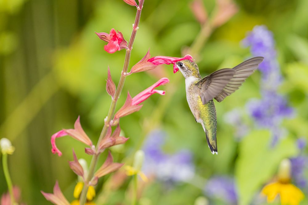 Wall Art Painting id:512858, Name: Ruby-throated hummingbird, Artist: Day, Richard and Susan