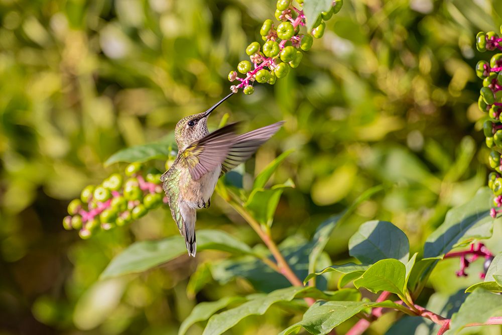 Wall Art Painting id:512859, Name: Ruby-throated hummingbird at American pokeweed, Artist: Day, Richard and Susan