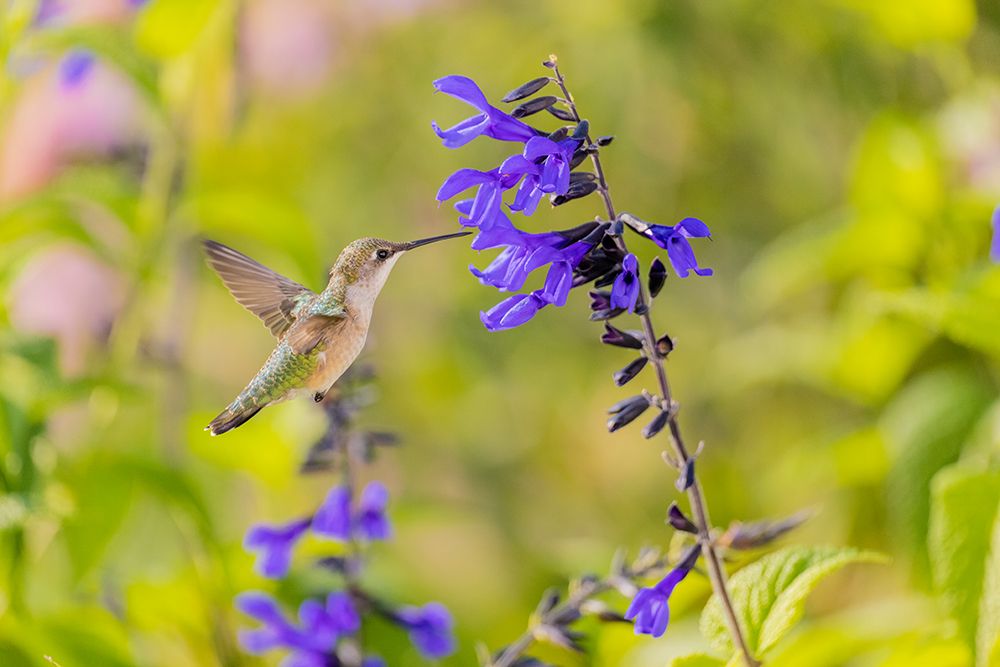 Wall Art Painting id:512860, Name: Ruby-throated hummingbird at black and blue salvia, Artist: Day, Richard and Susan