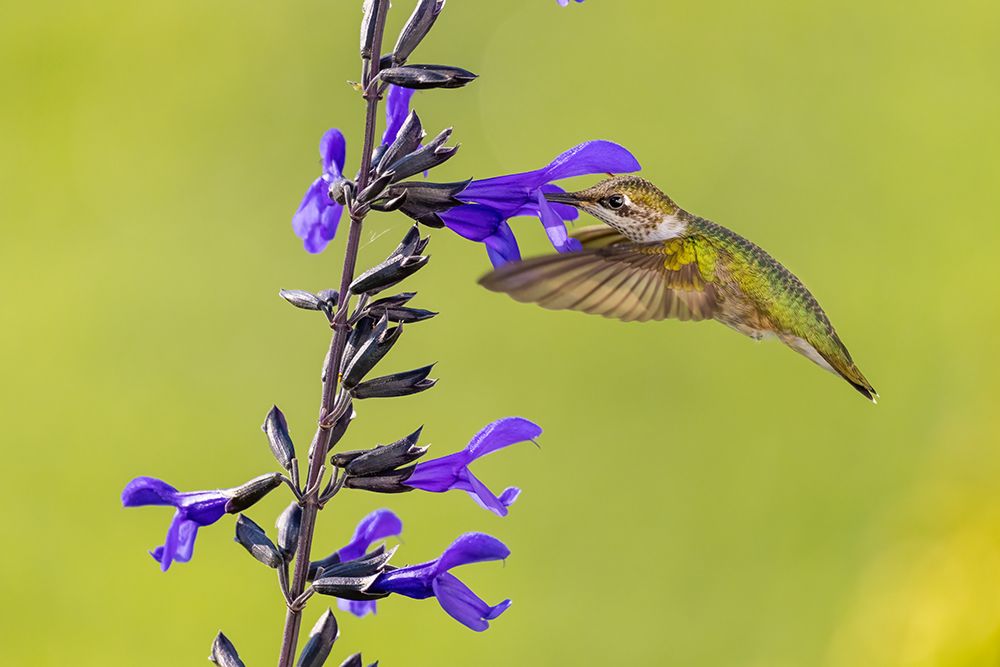 Wall Art Painting id:512861, Name: Ruby-throated hummingbird at black and blue salvia, Artist: Day, Richard and Susan