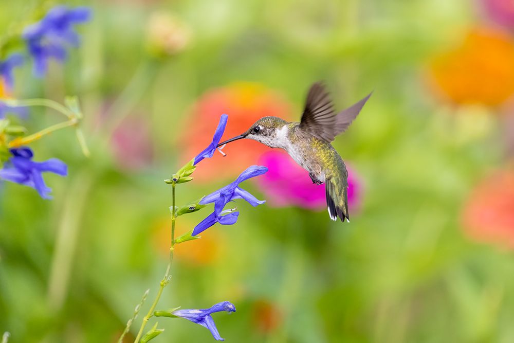 Wall Art Painting id:512862, Name: Ruby-throated hummingbird at blue ensign salvia, Artist: Day, Richard and Susan