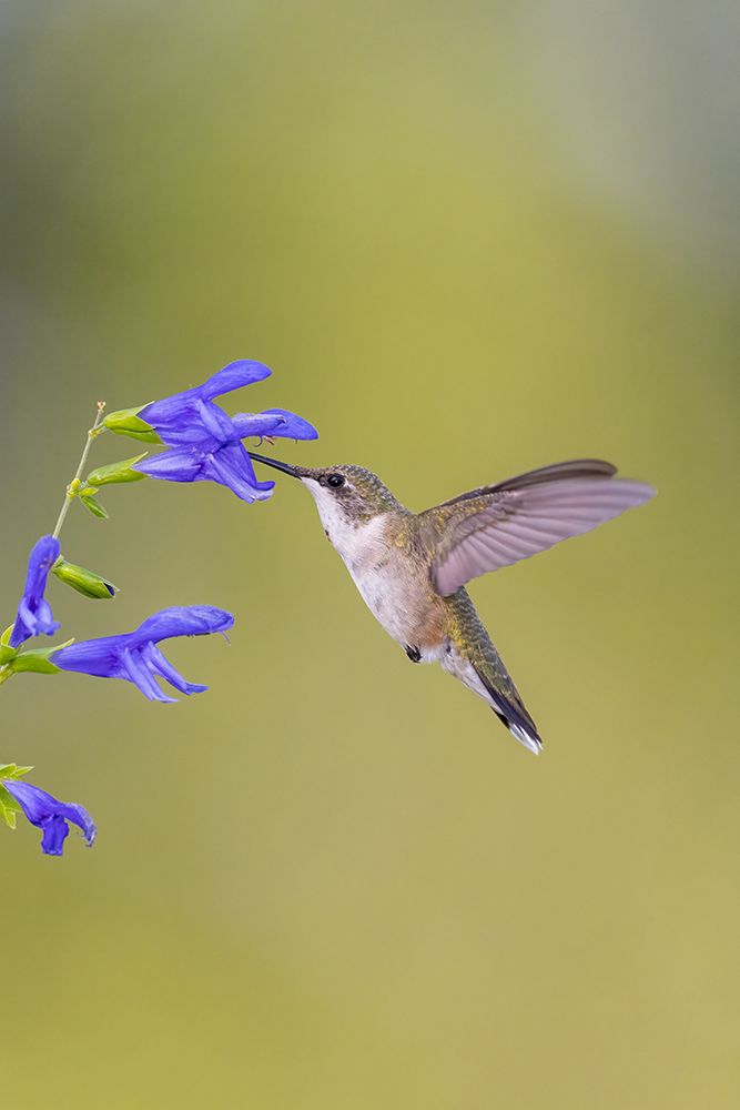 Wall Art Painting id:512863, Name: Ruby-throated hummingbird at blue ensign salvia, Artist: Day, Richard and Susan