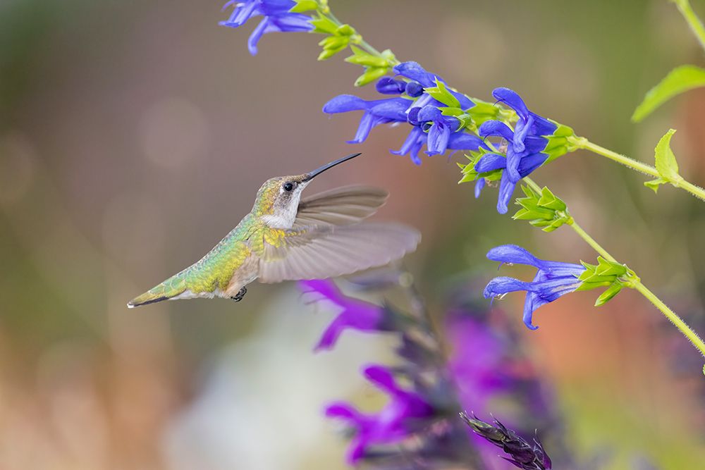 Wall Art Painting id:512864, Name: Ruby-throated hummingbird at blue ensign salvia, Artist: Day, Richard and Susan