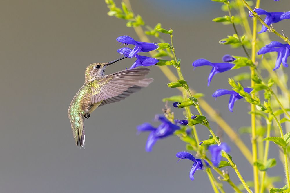 Wall Art Painting id:512865, Name: Ruby-throated hummingbird at blue ensign salvia, Artist: Day, Richard and Susan