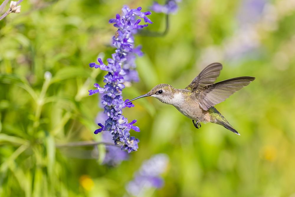 Wall Art Painting id:512866, Name: Ruby-throated hummingbird at Victoria blue salvia, Artist: Day, Richard and Susan