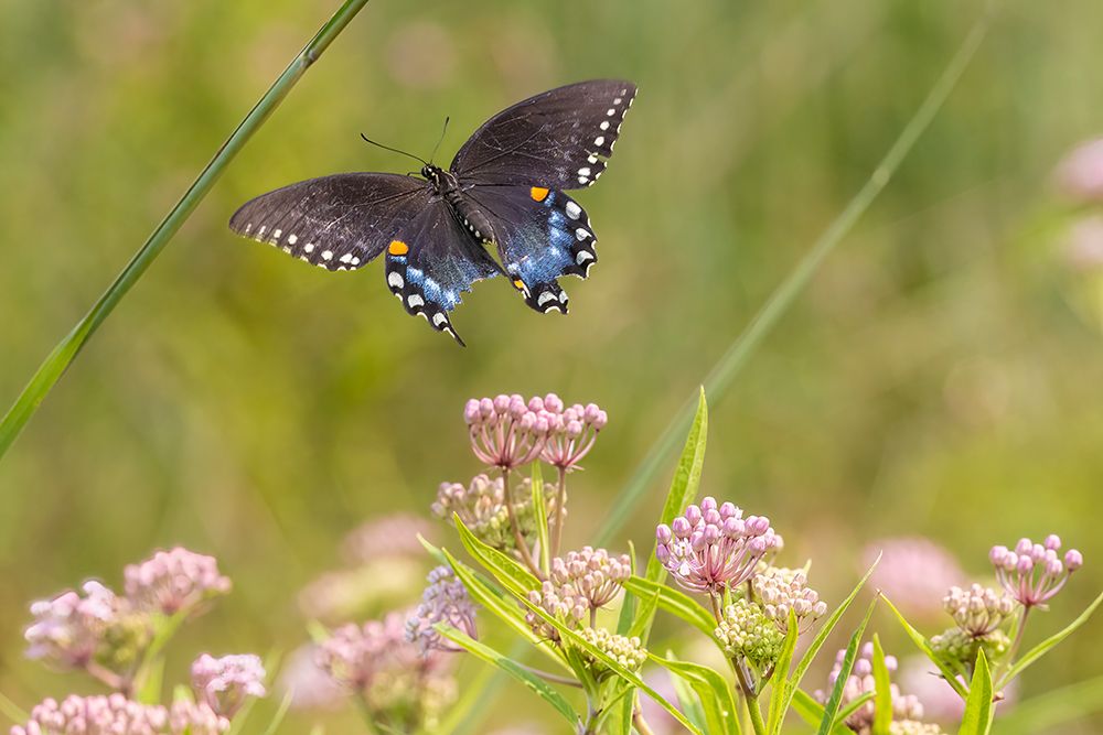 Wall Art Painting id:512868, Name: Spicebush swallowtail flying to swamp milkweed, Artist: Day, Richard and Susan