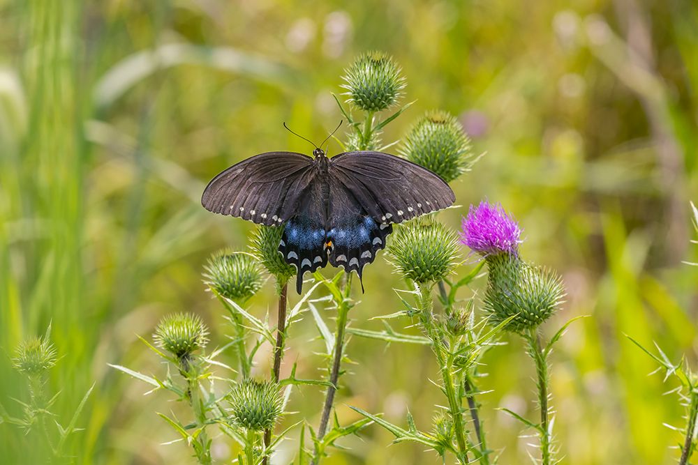 Wall Art Painting id:512869, Name: Spicebush swallowtail on Bull thistle, Artist: Day, Richard and Susan