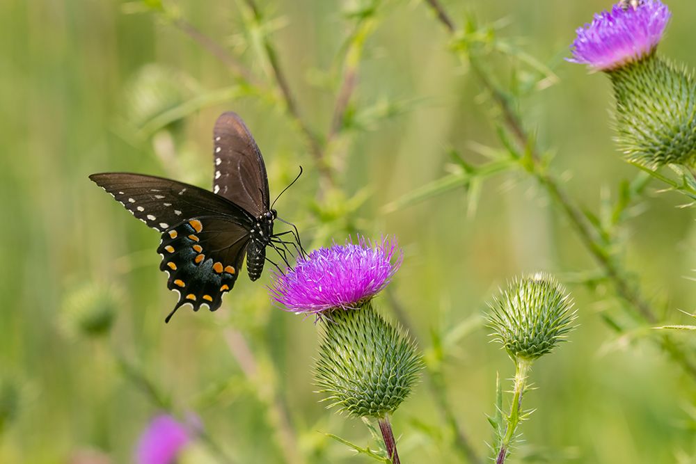 Wall Art Painting id:512870, Name: Spicebush swallowtail on Bull thistle, Artist: Day, Richard and Susan