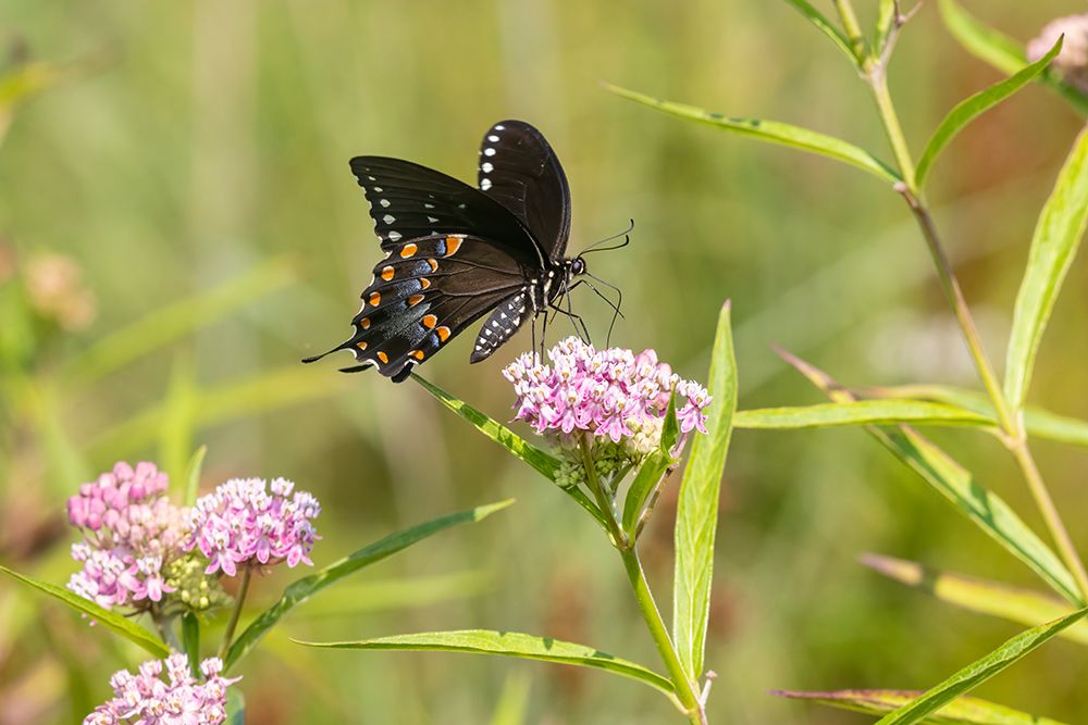 Wall Art Painting id:512871, Name: Spicebush swallowtail on swamp milkweed, Artist: Day, Richard and Susan