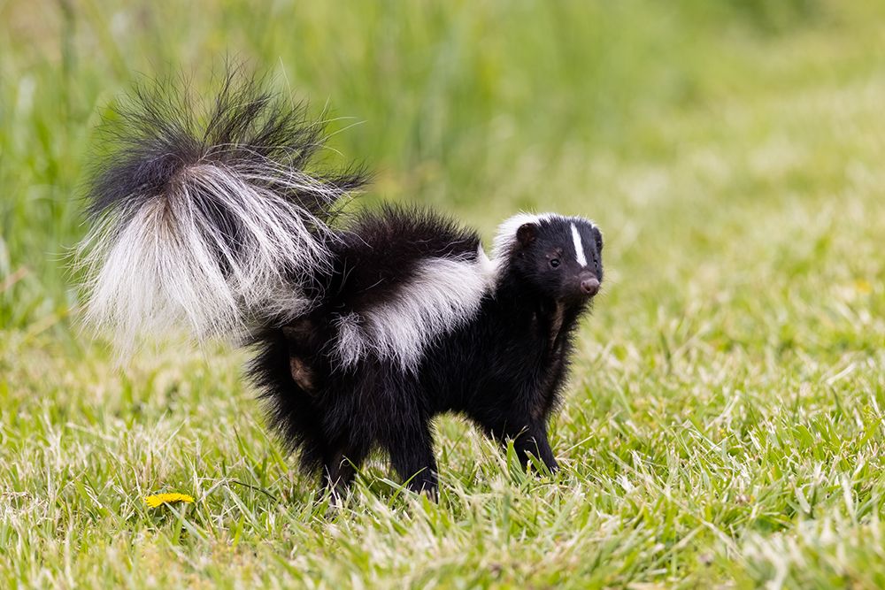 Wall Art Painting id:512872, Name: Striped skunk digging for food, Artist: Day, Richard and Susan