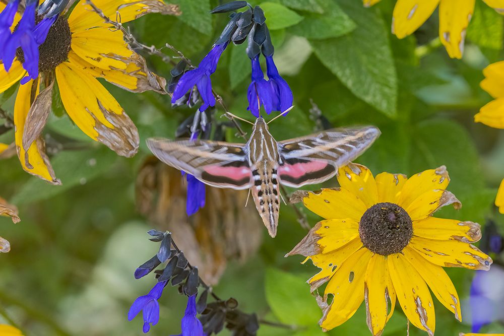 Wall Art Painting id:512874, Name: White-lined Sphinx on salvia, Artist: Day, Richard and Susan