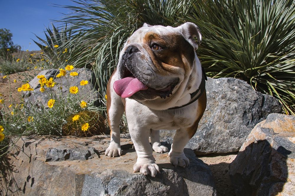 Wall Art Painting id:404165, Name: Bulldog in a desert garden, Artist: Beraldo, Zandina Muench