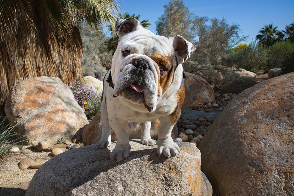 Wall Art Painting id:404166, Name: Bulldog in a desert garden, Artist: Beraldo, Zandina Muench