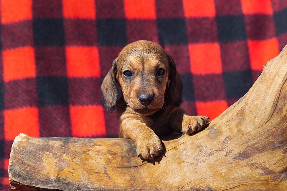 Wall Art Painting id:404168, Name: Doxen Puppy, Artist: Beraldo, Zandina Muench