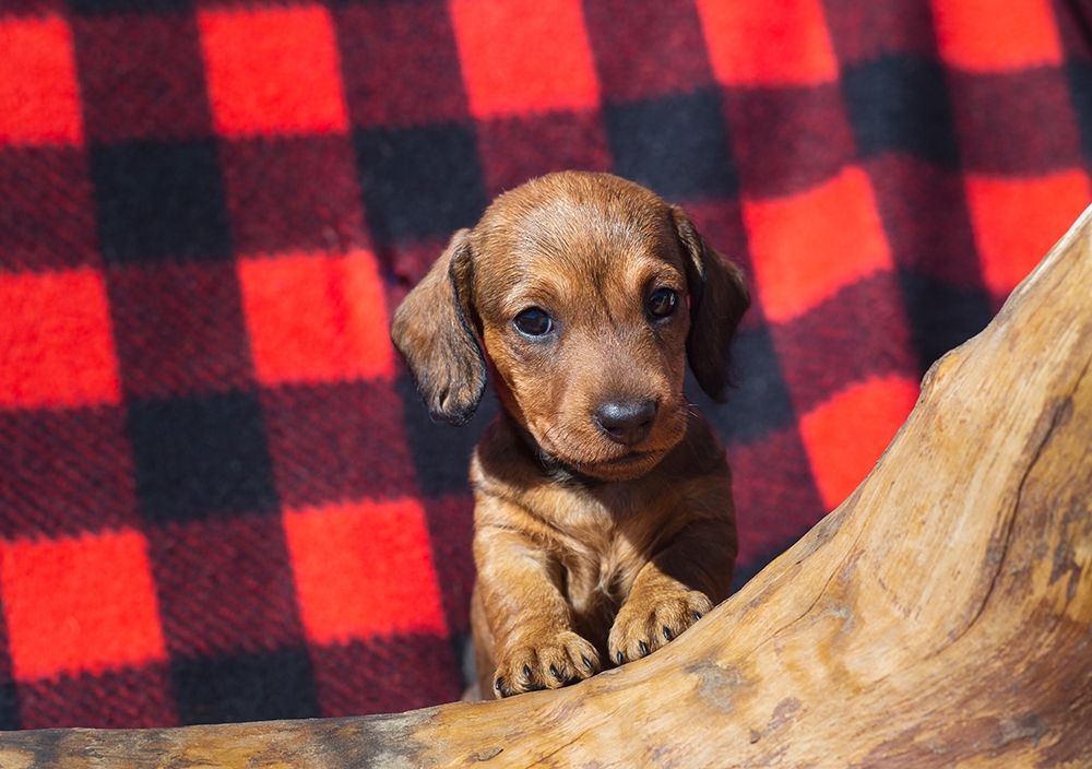 Wall Art Painting id:404169, Name: Doxen Puppy, Artist: Beraldo, Zandina Muench